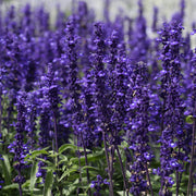 Victoria Blue Salvia