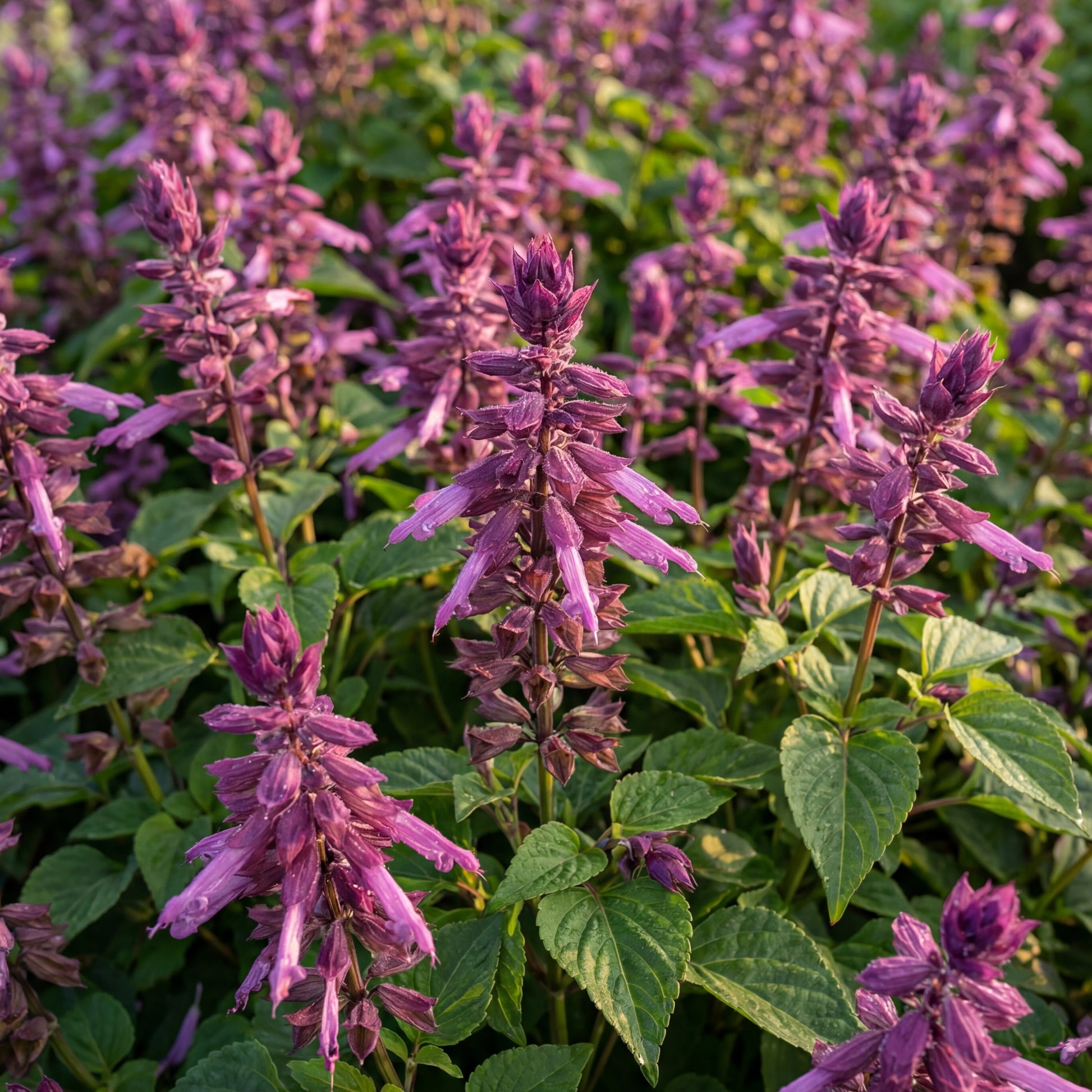 annual lavender plant Vista Lavender Salvia