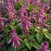 Vista Lavender Salvia