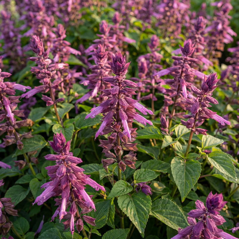 Vista Lavender Salvia