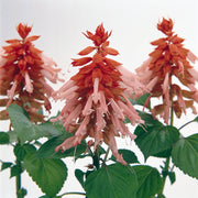 Vista Salmon Salvia