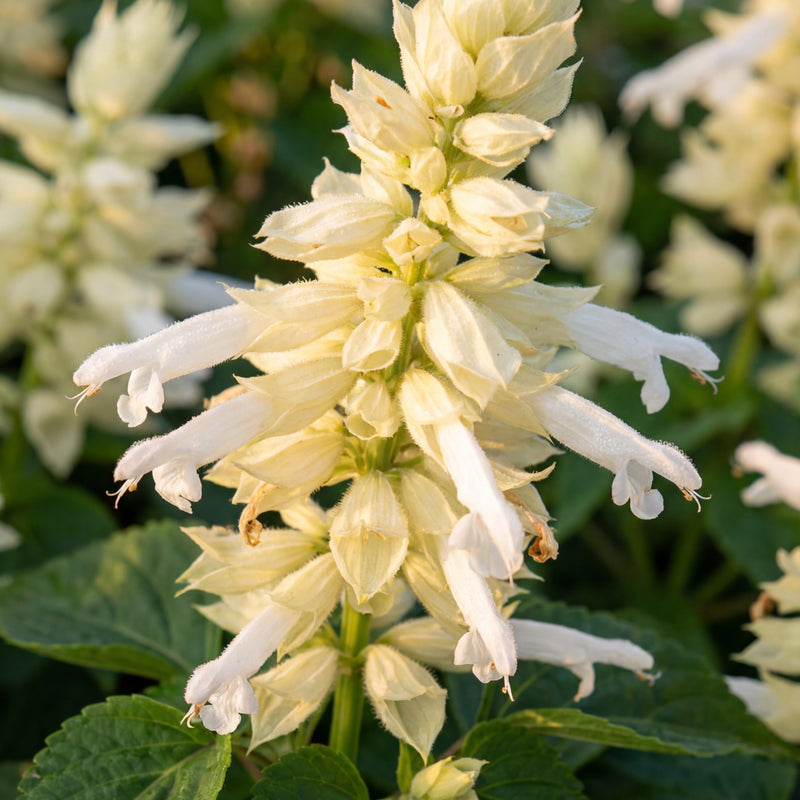 Vista White Salvia