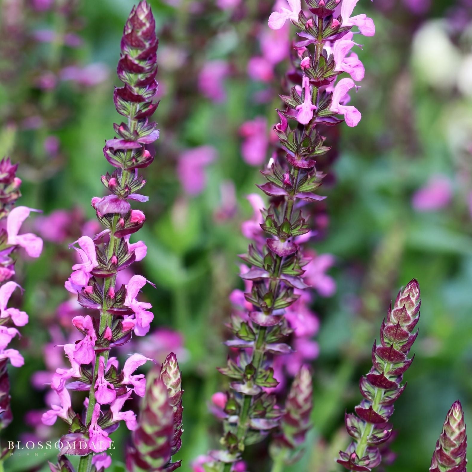 Salvia 'Apex Pink'