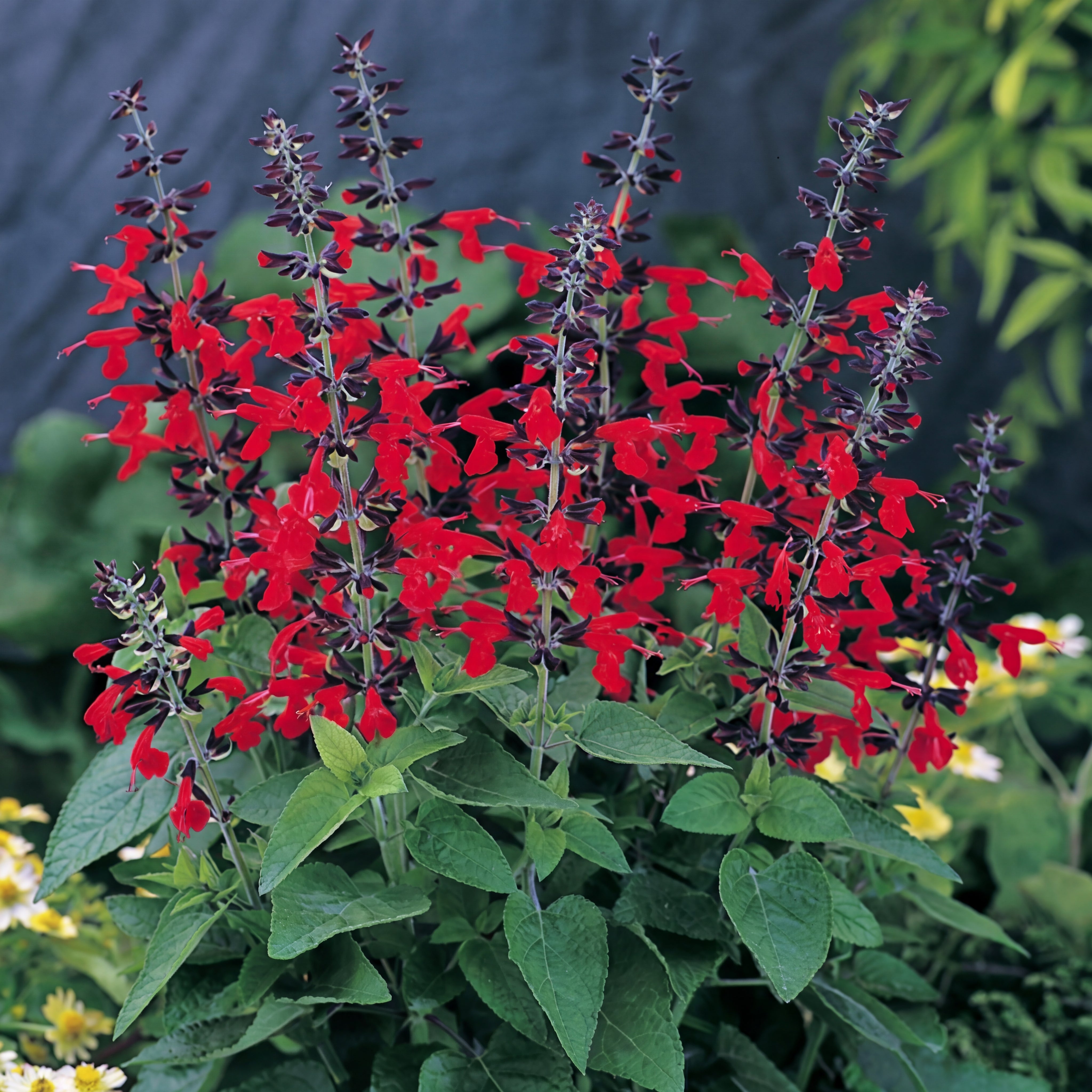 Hummingbird Forest Fire Salvia
