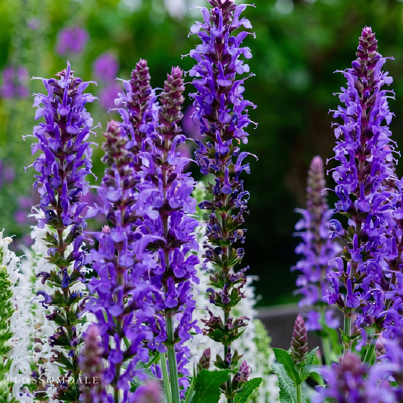 Salvia 'May Night'