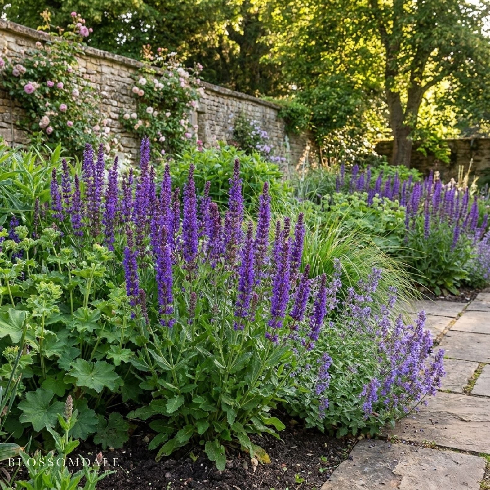 Salvia 'May Night'