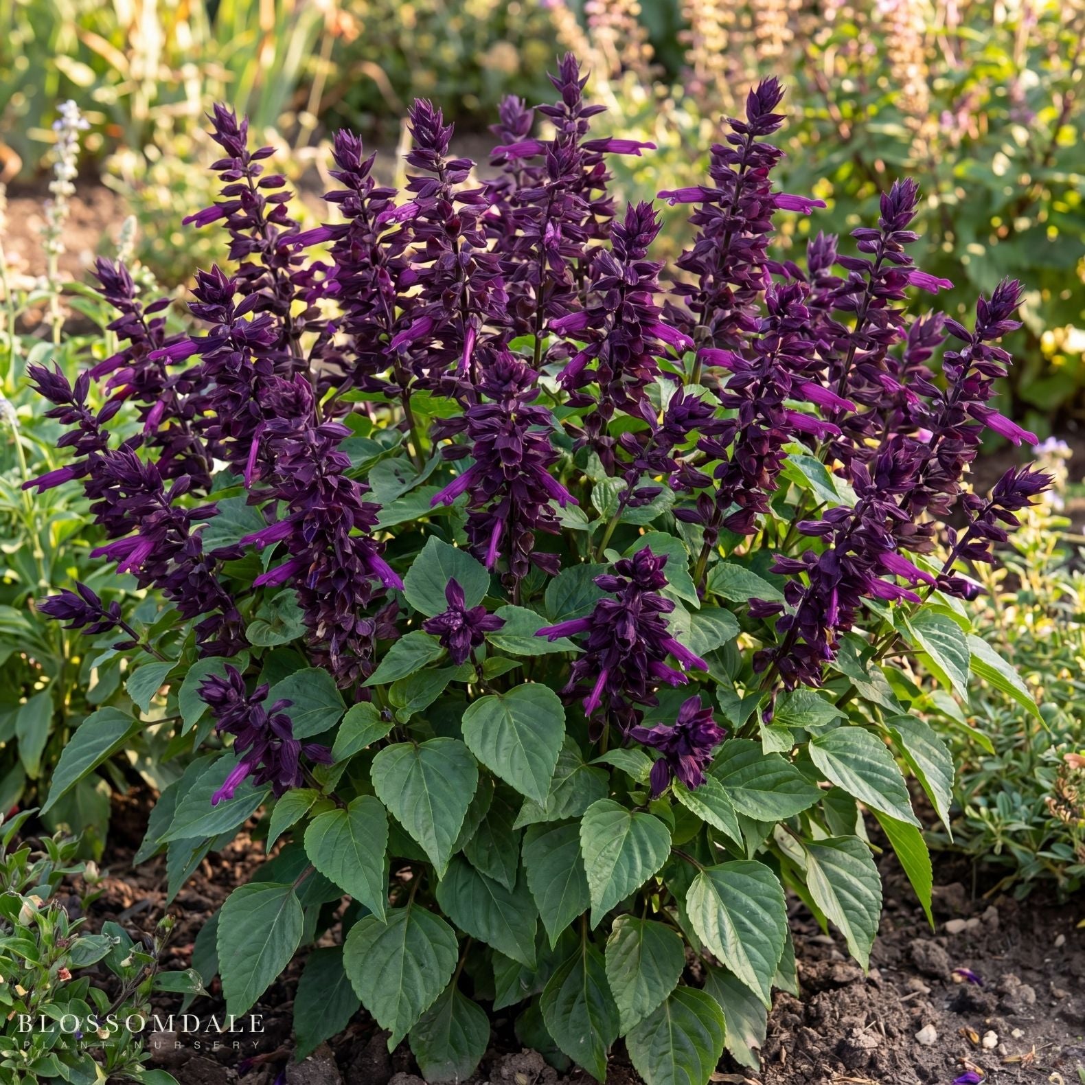 Mojave Purple Salvia
