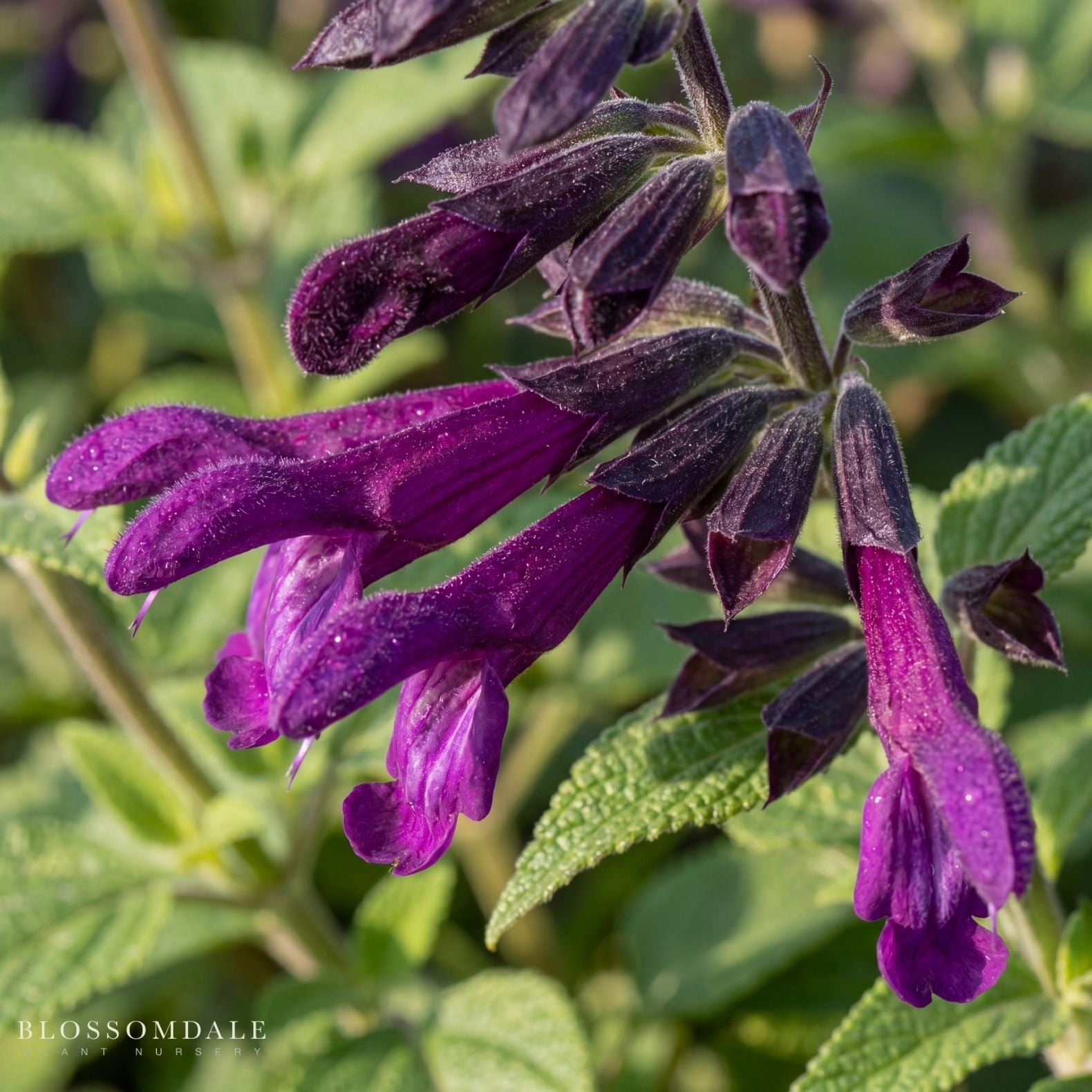 Mojave Purple Salvia