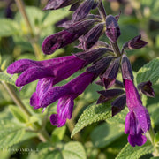 Mojave Purple Salvia