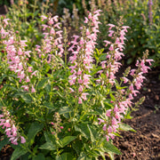 Summer Jewel Pink Salvia