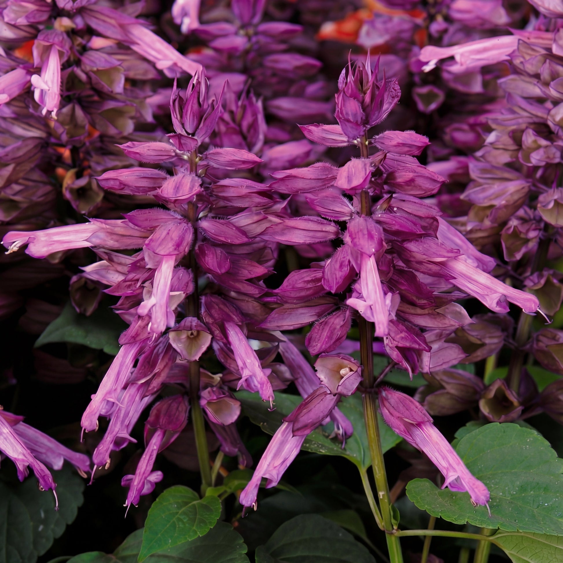 salvias plant lavender Vista Lavender Salvia
