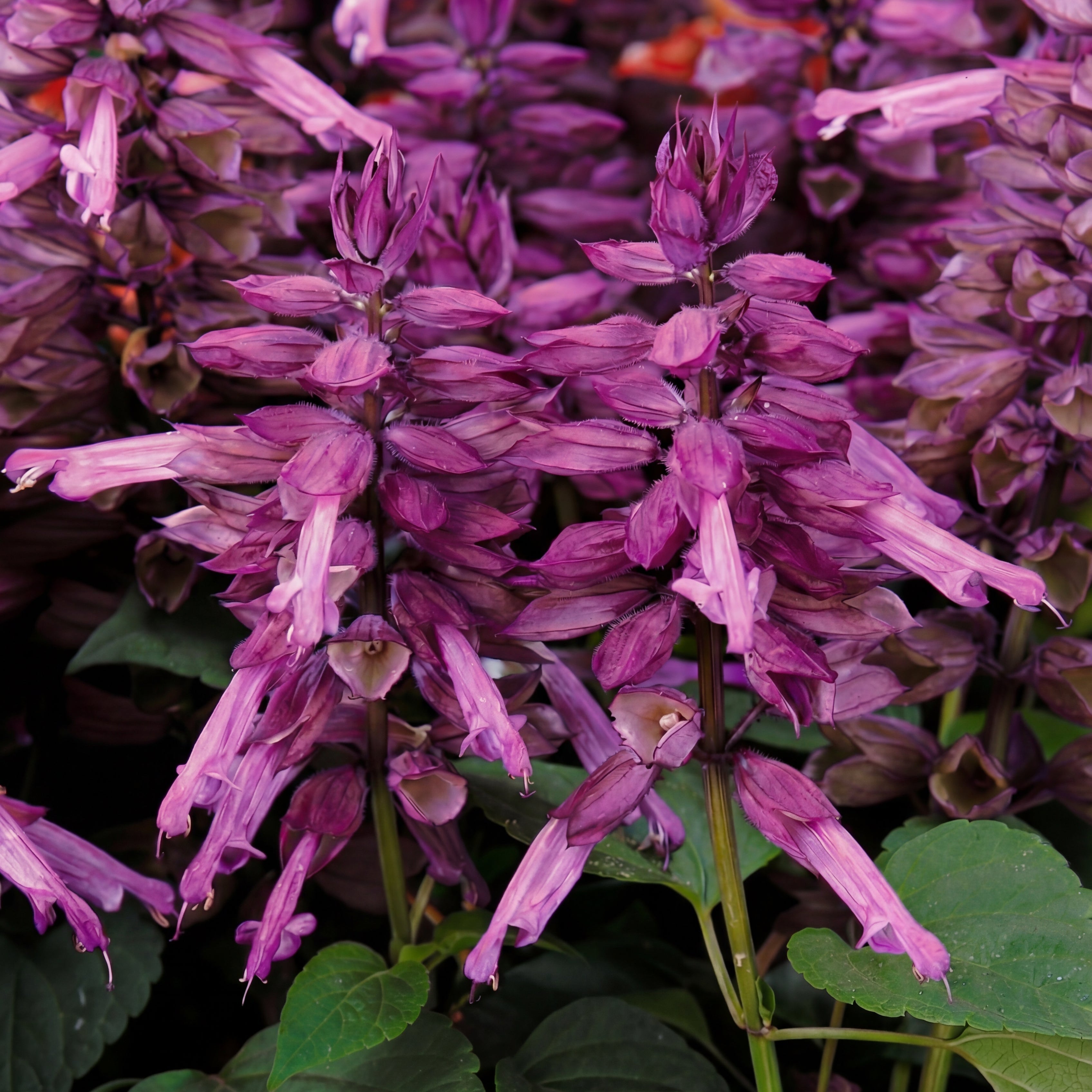 is salvia a lavender plant Vista Lavender Salvia