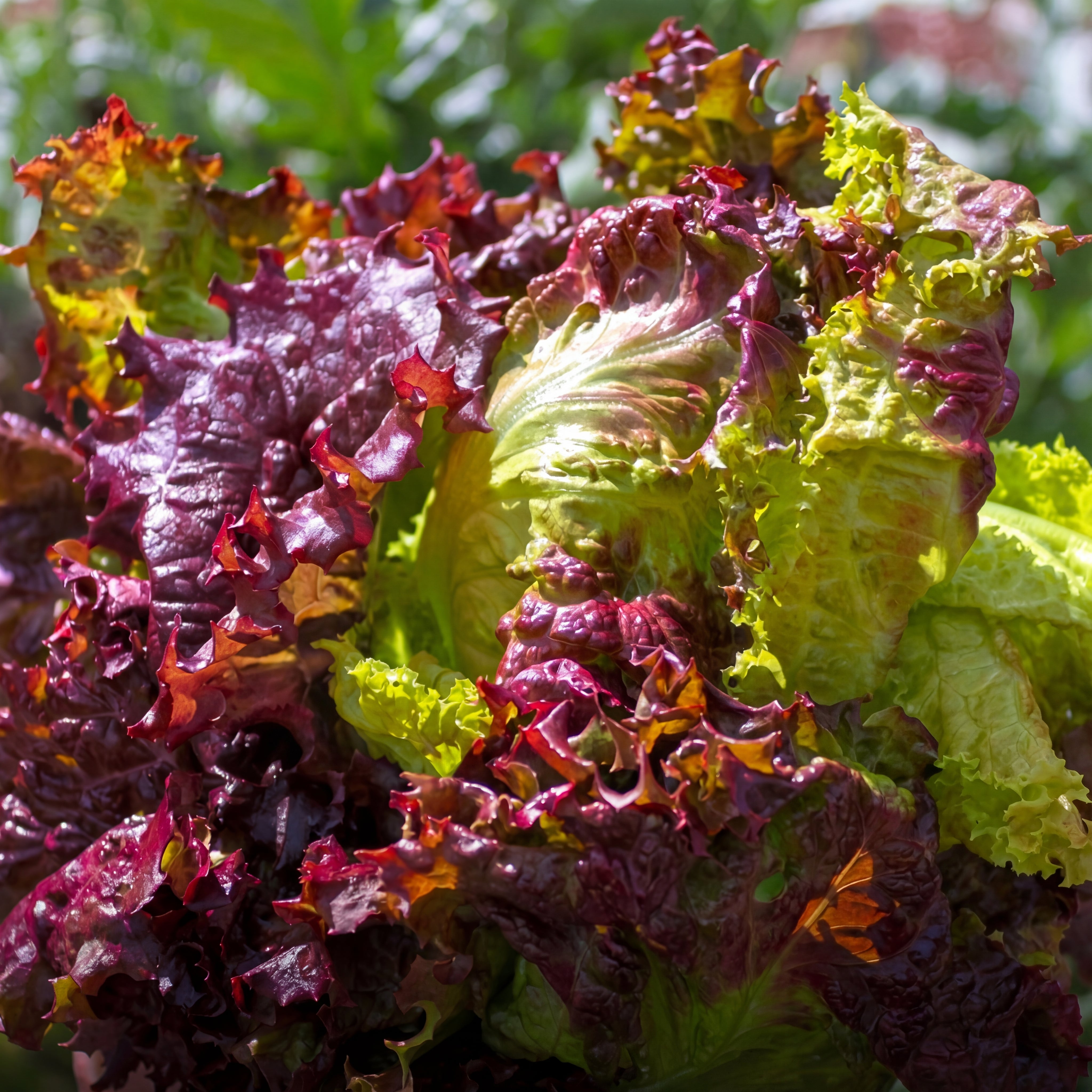 Saratoga Lettuce Seeds