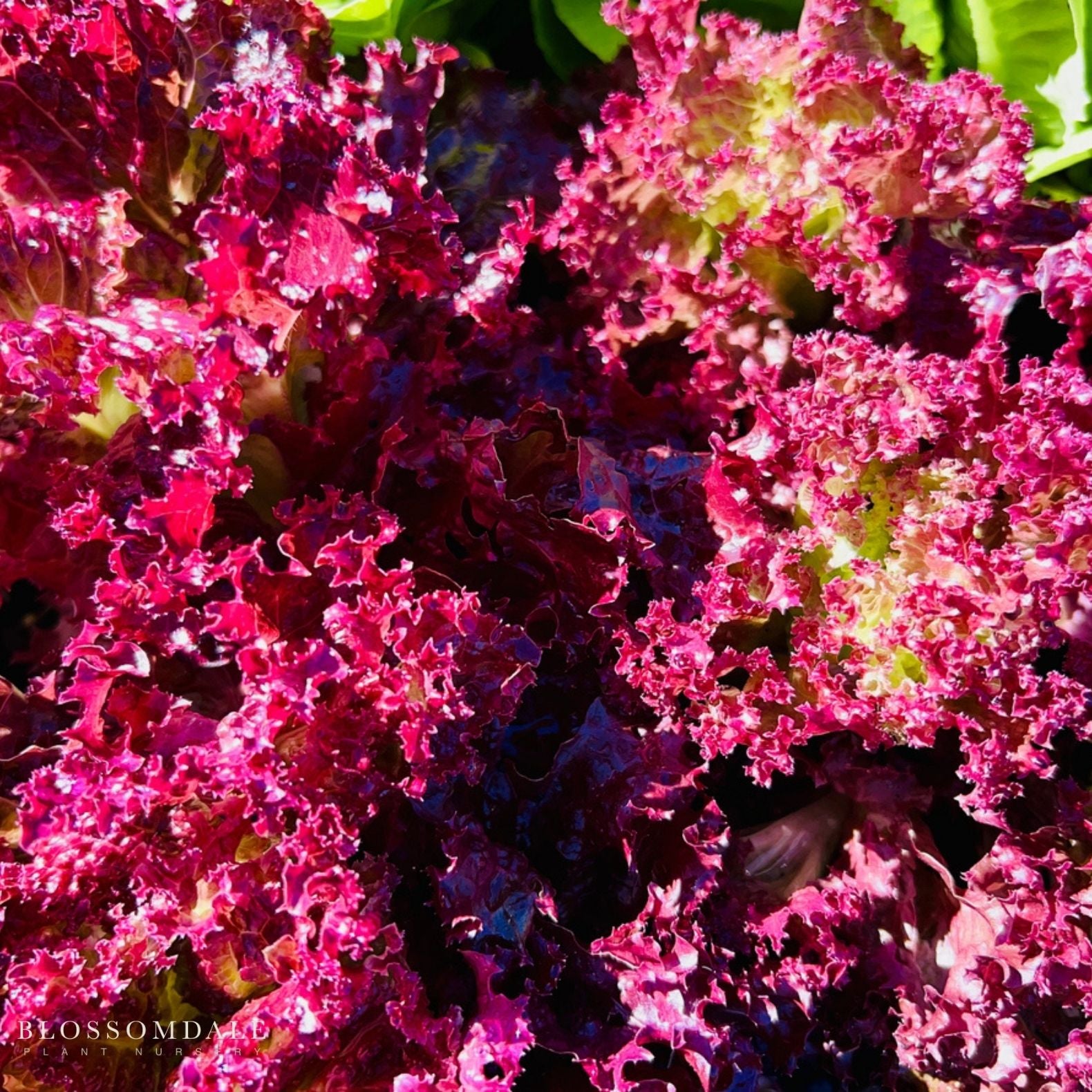 Saratoga Lettuce Seeds