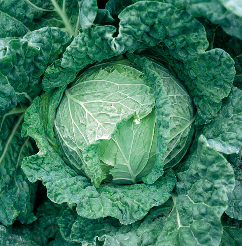 Savoy King Cabbage Seeds