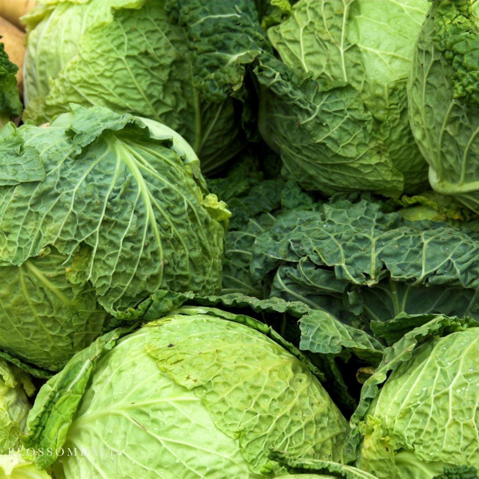 Savoy King Cabbage Seeds