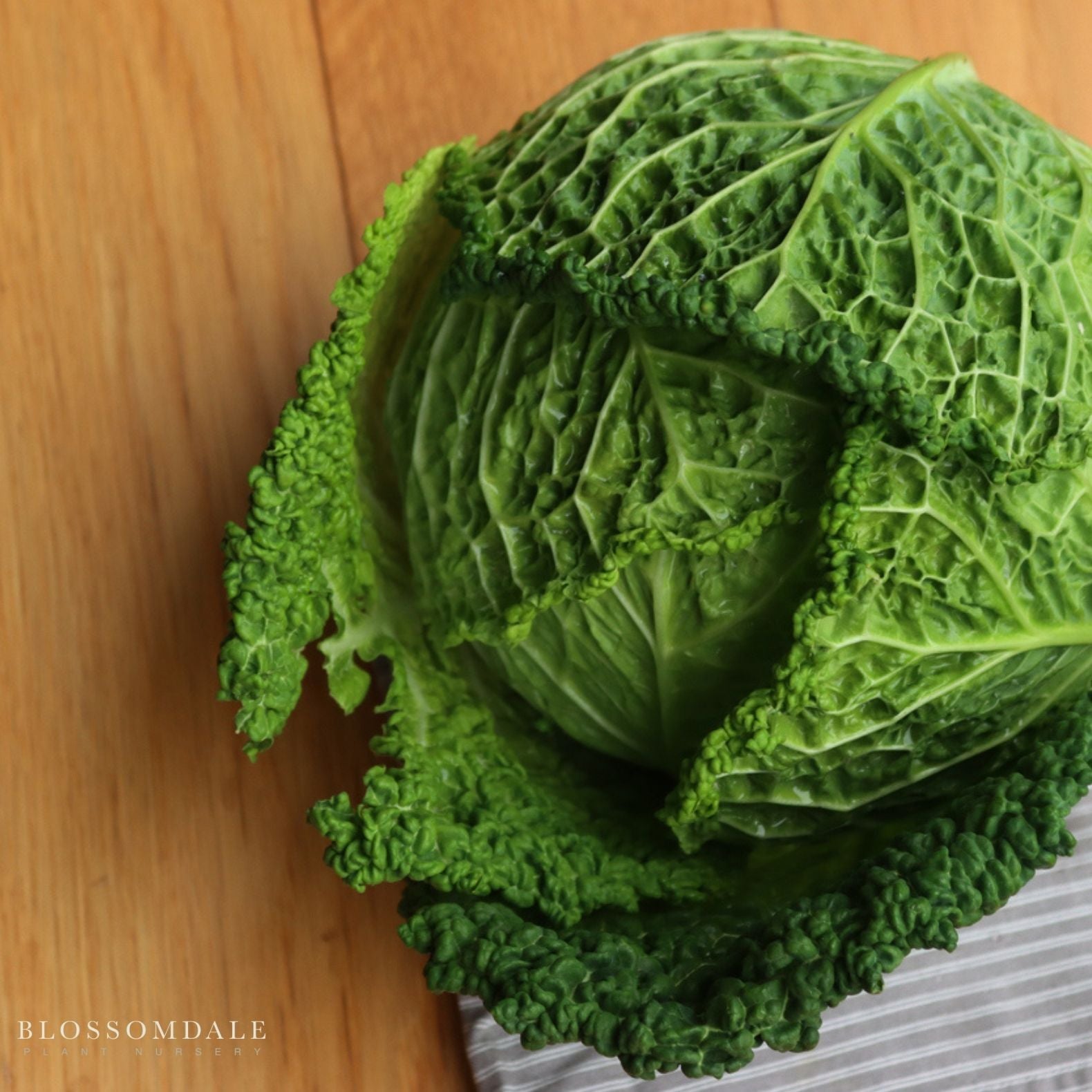 Savoy King Cabbage Seeds