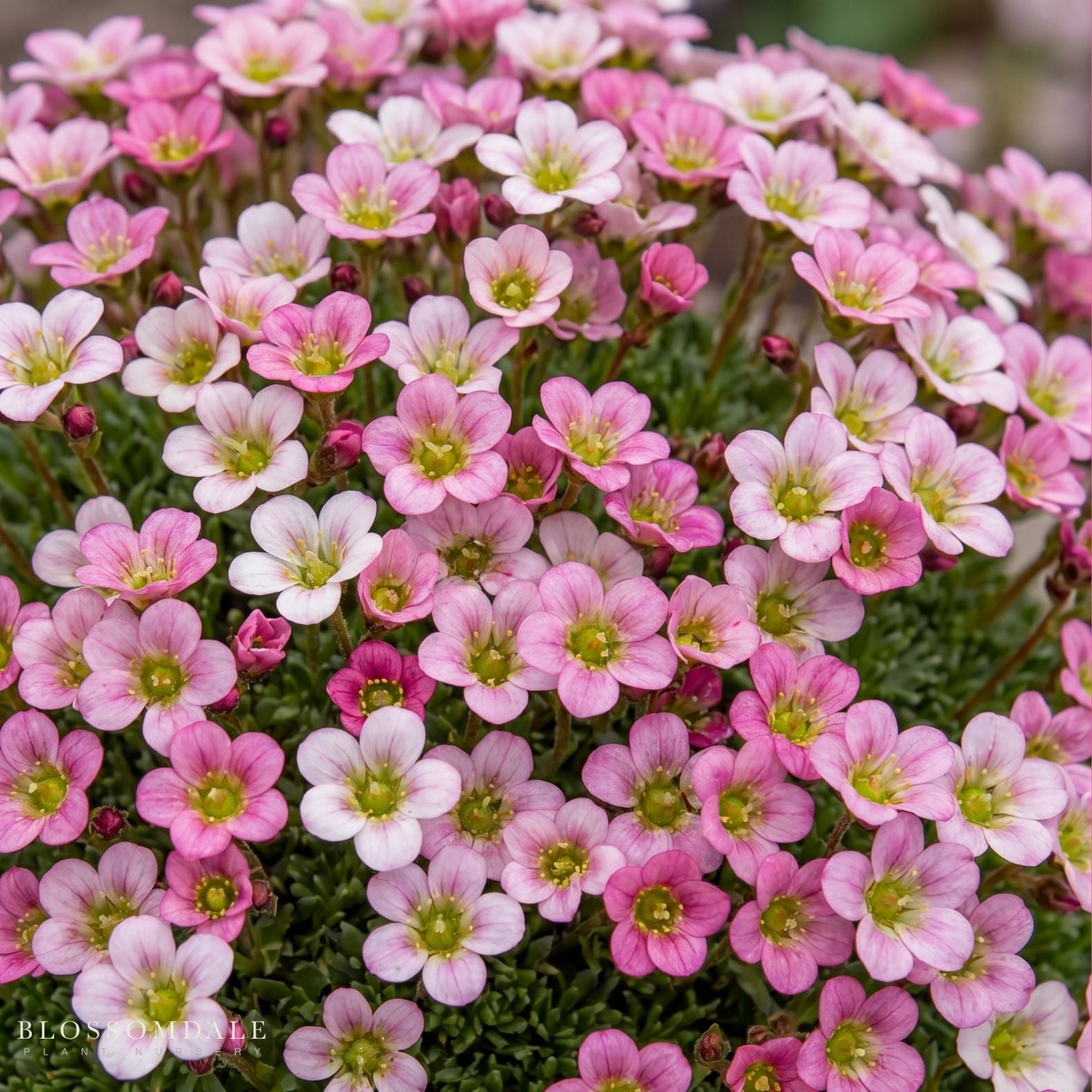 Rockfoil 'Lofty Pink Shades'