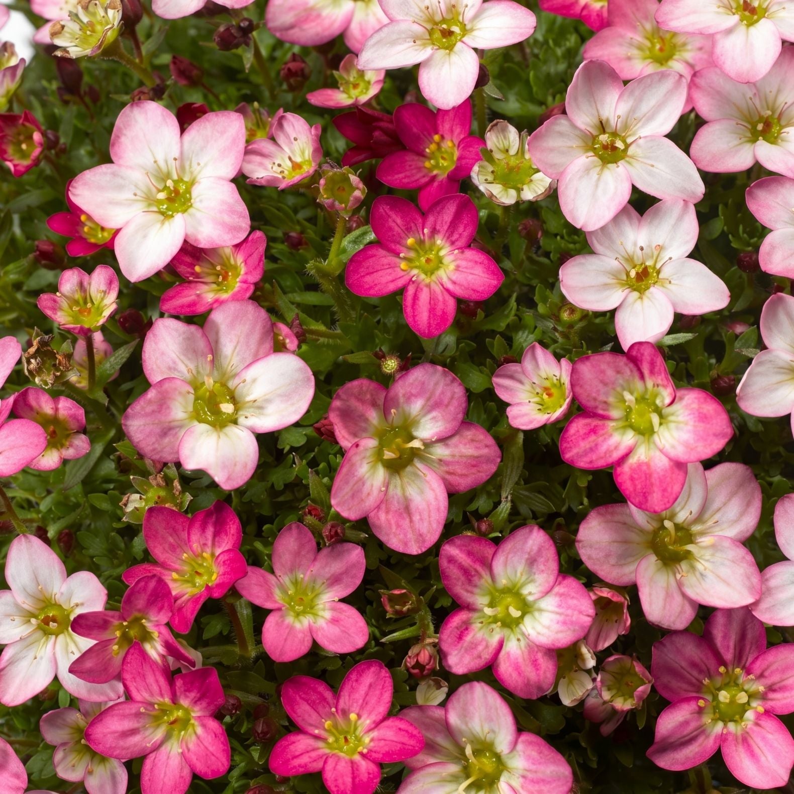 Rockfoil 'Lofty Pink Shades'