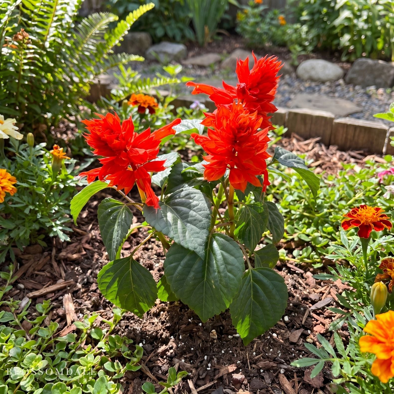 Scarlet Salvia