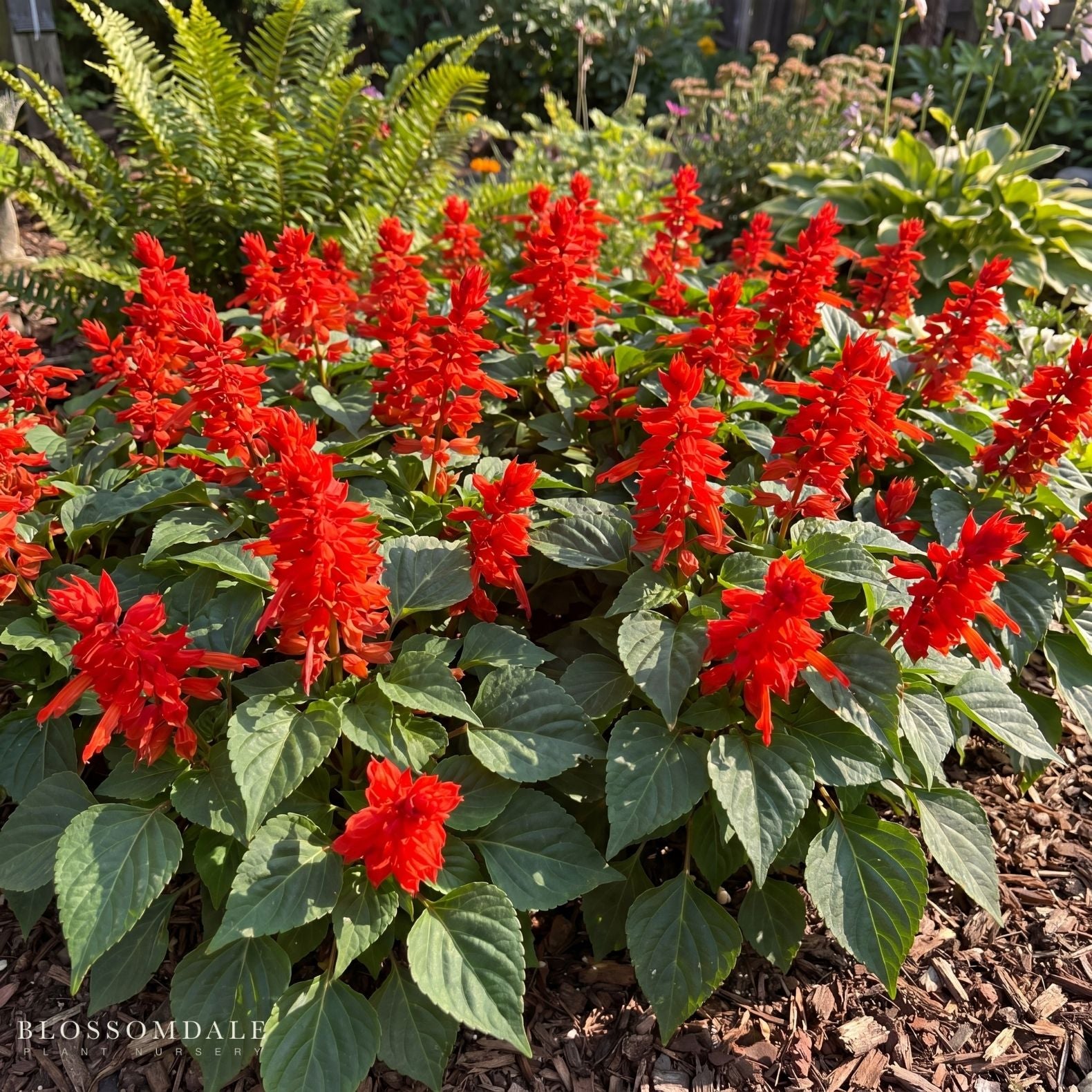 Scarlet Salvia