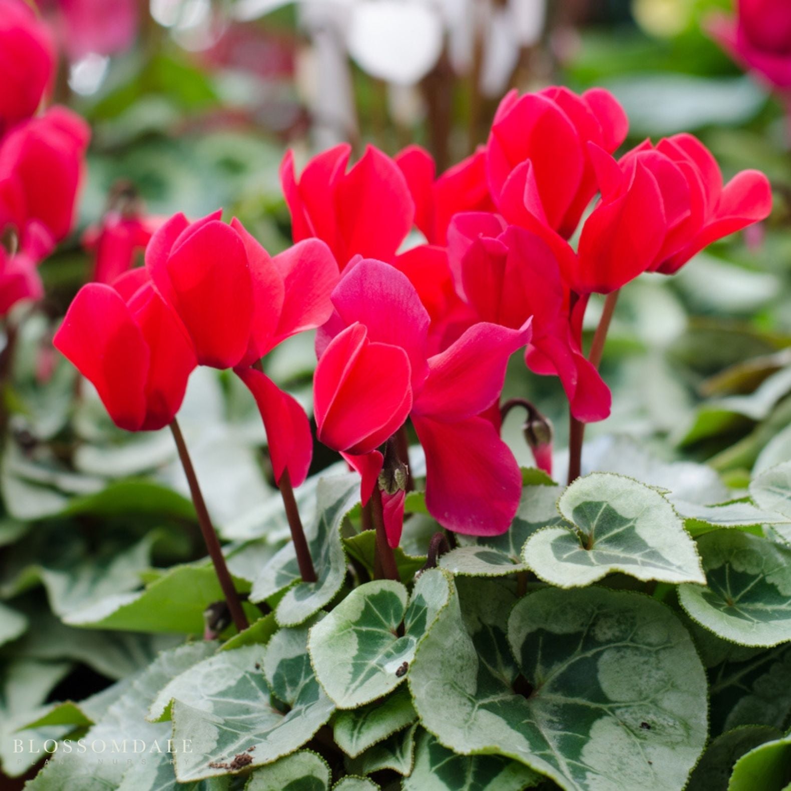 Cyclamen