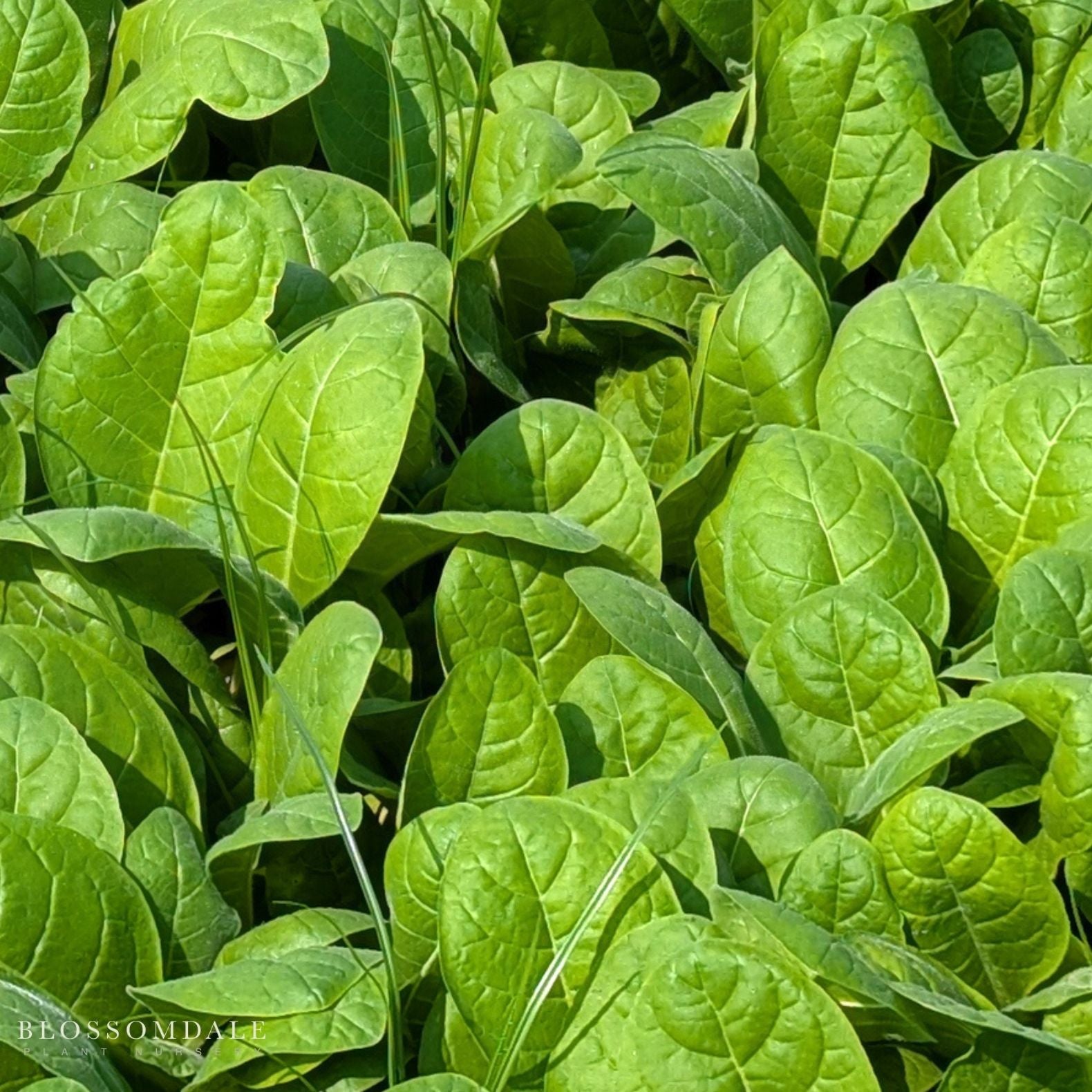spinach plant with seeds Seaside Spinach Seeds - healthy spinach