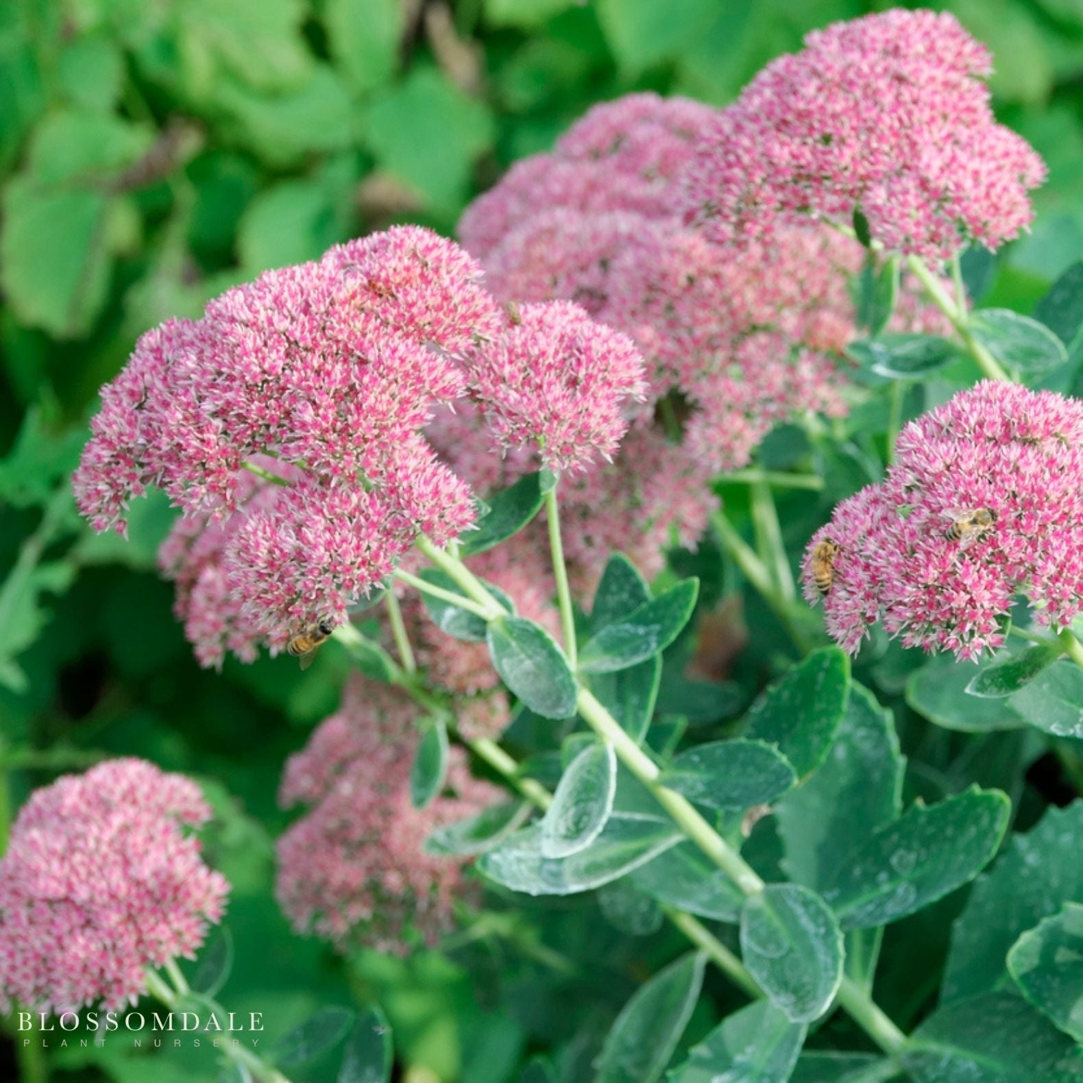 Sedum 'Autumn Joy'