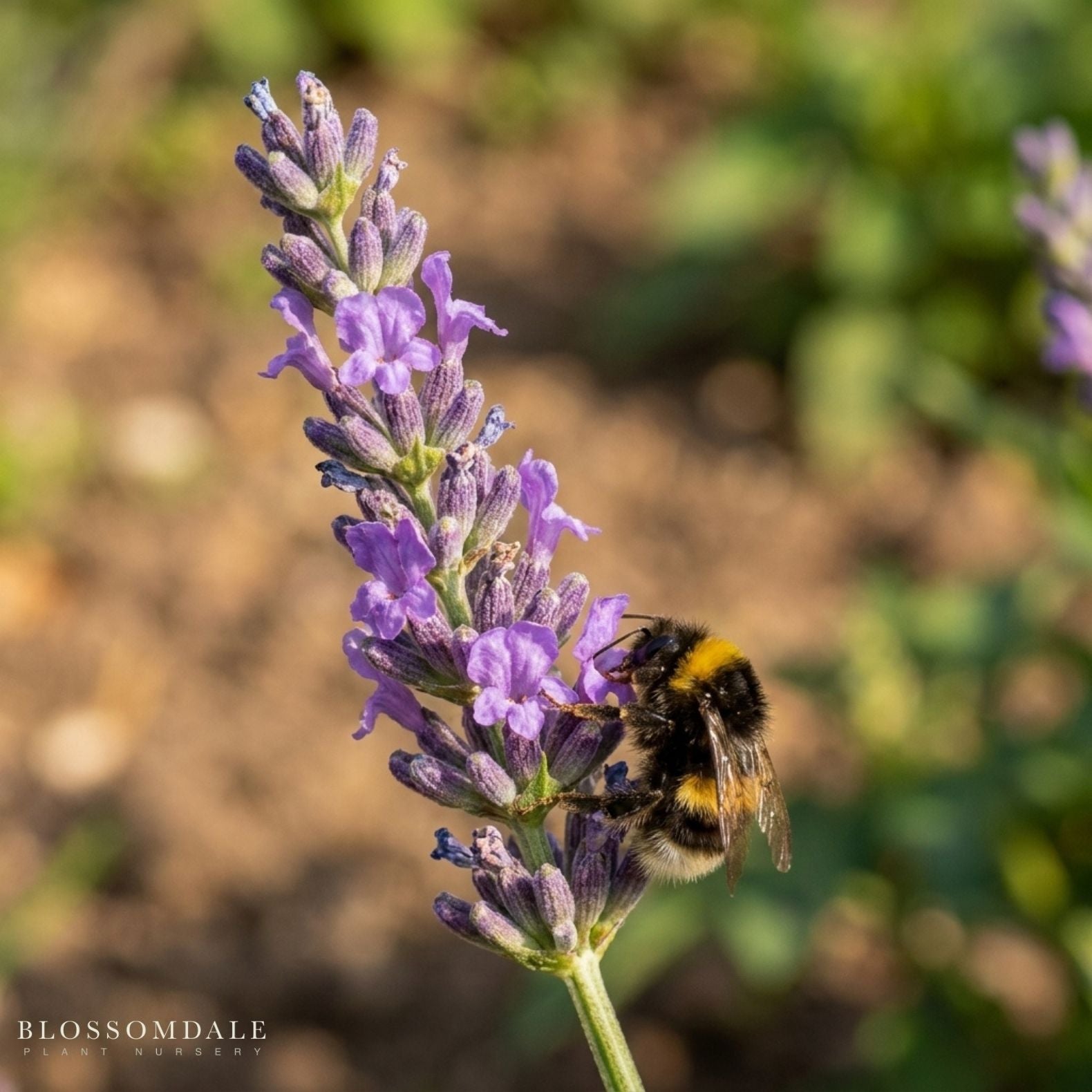 Lavender 'Sensational'