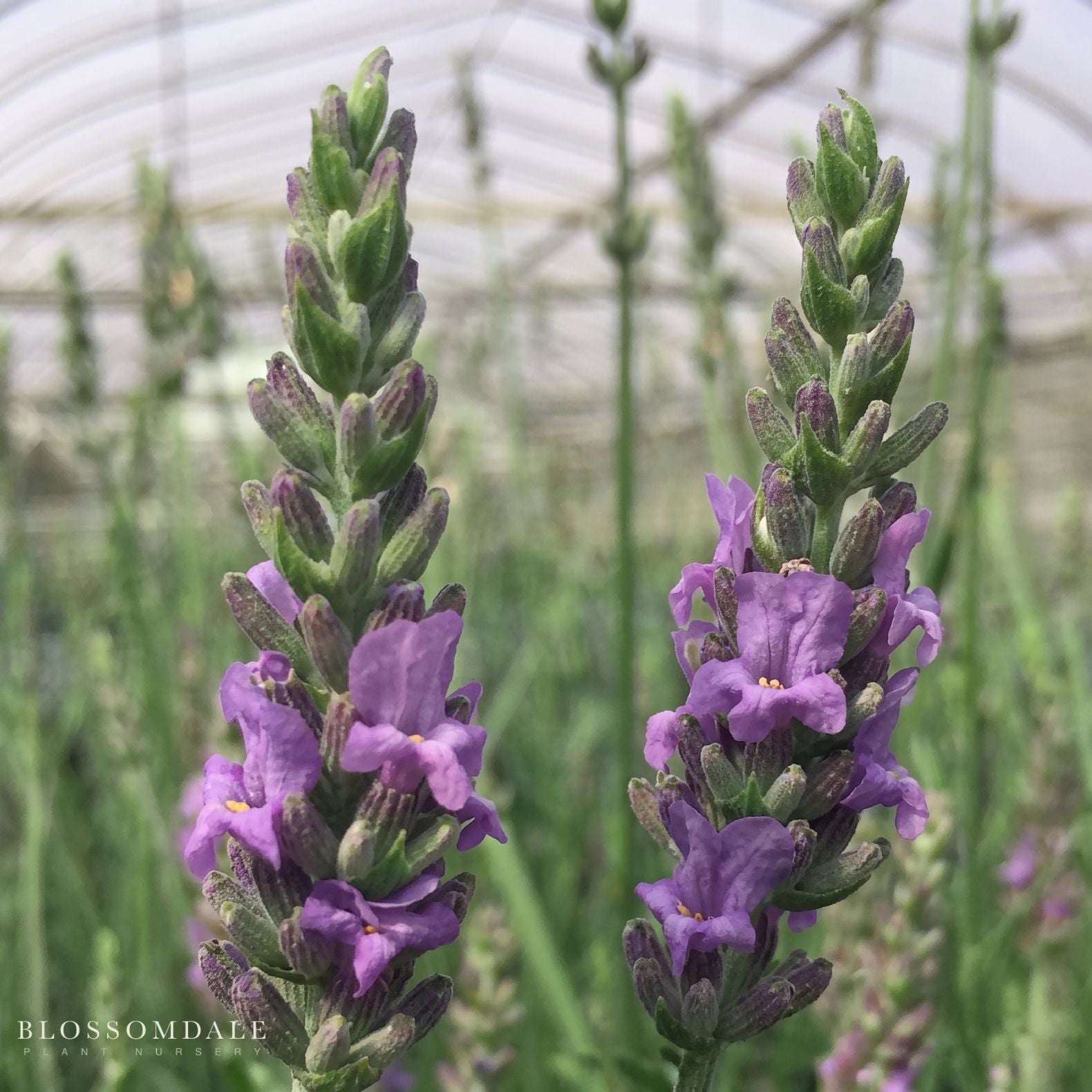 Lavender 'Sensational'