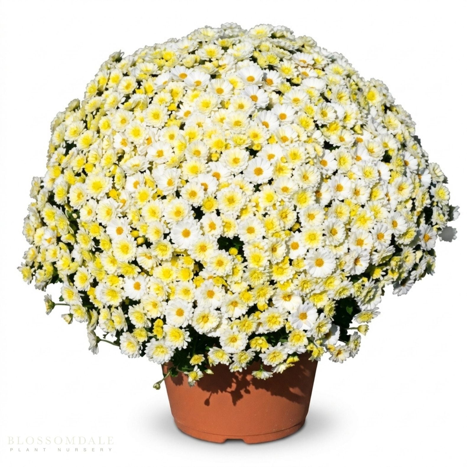 Yoder Mum