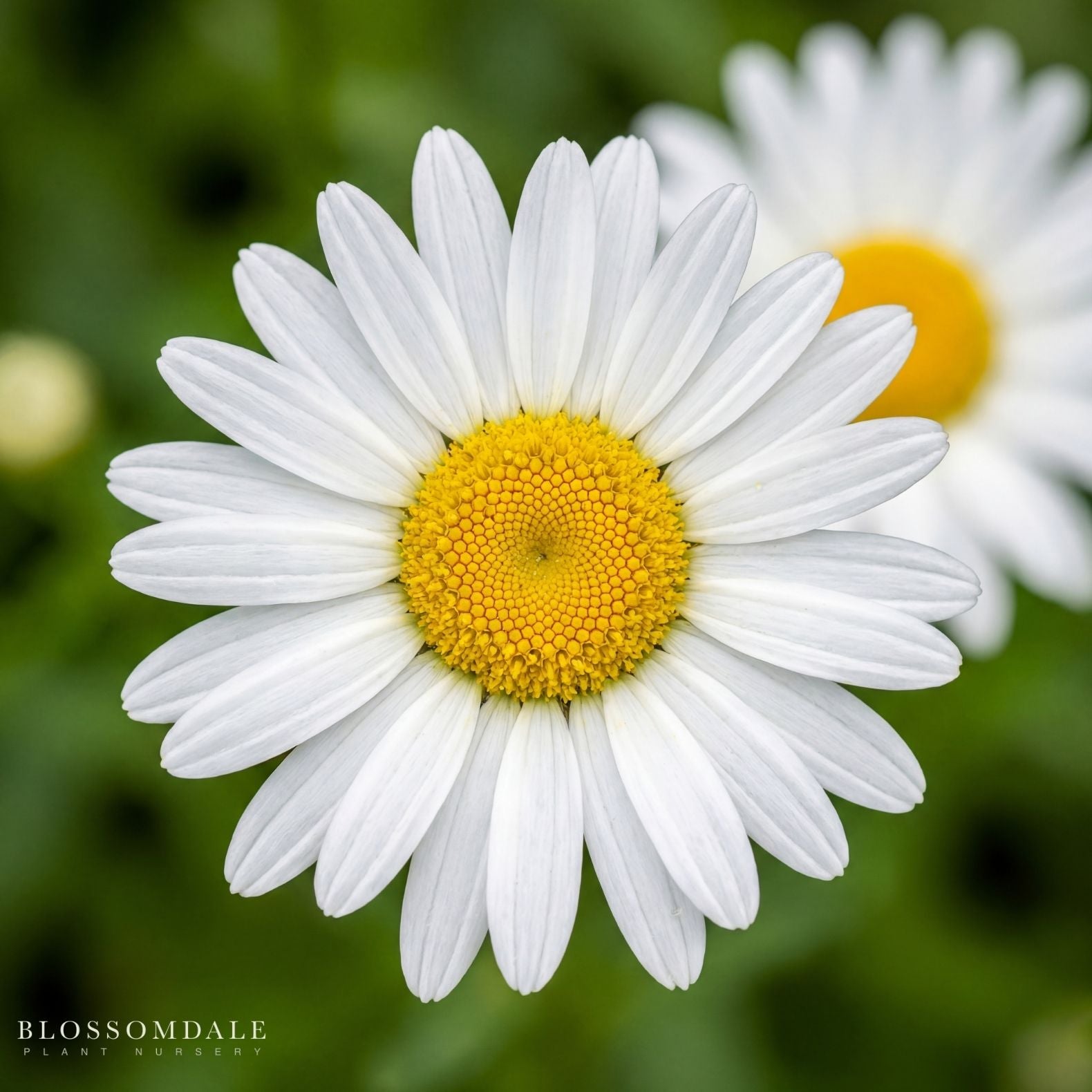 Shasta Daisy 'Alaska'
