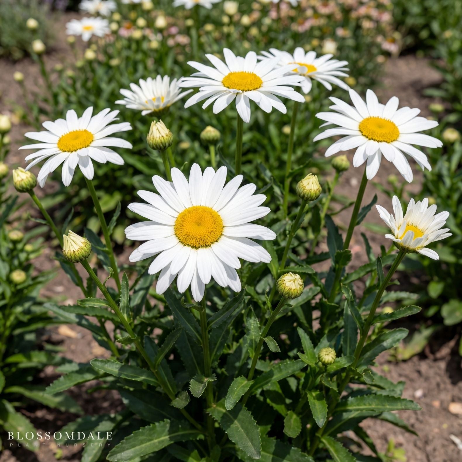 Shasta Daisy 'Alaska'