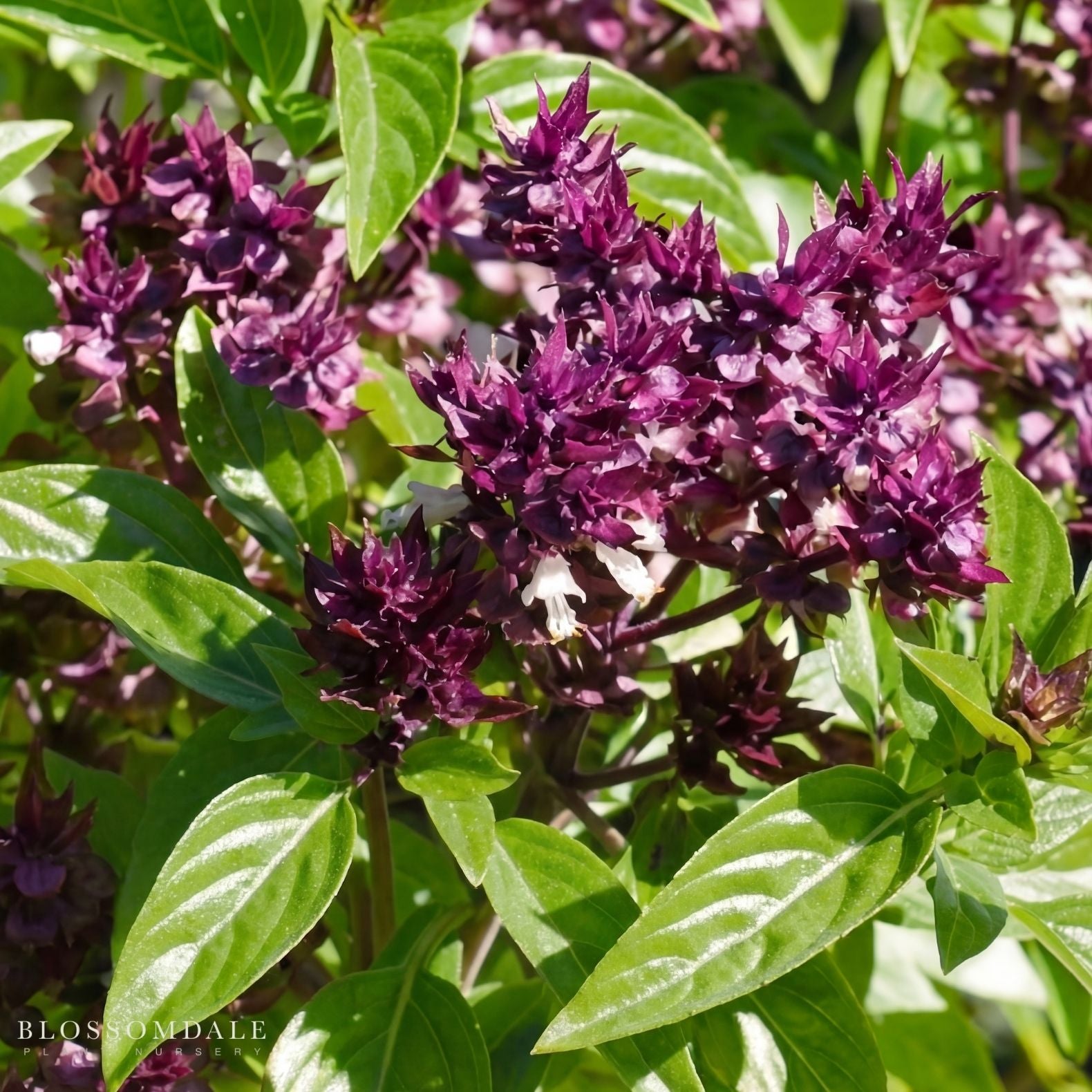 Siam Queen Basil Seeds