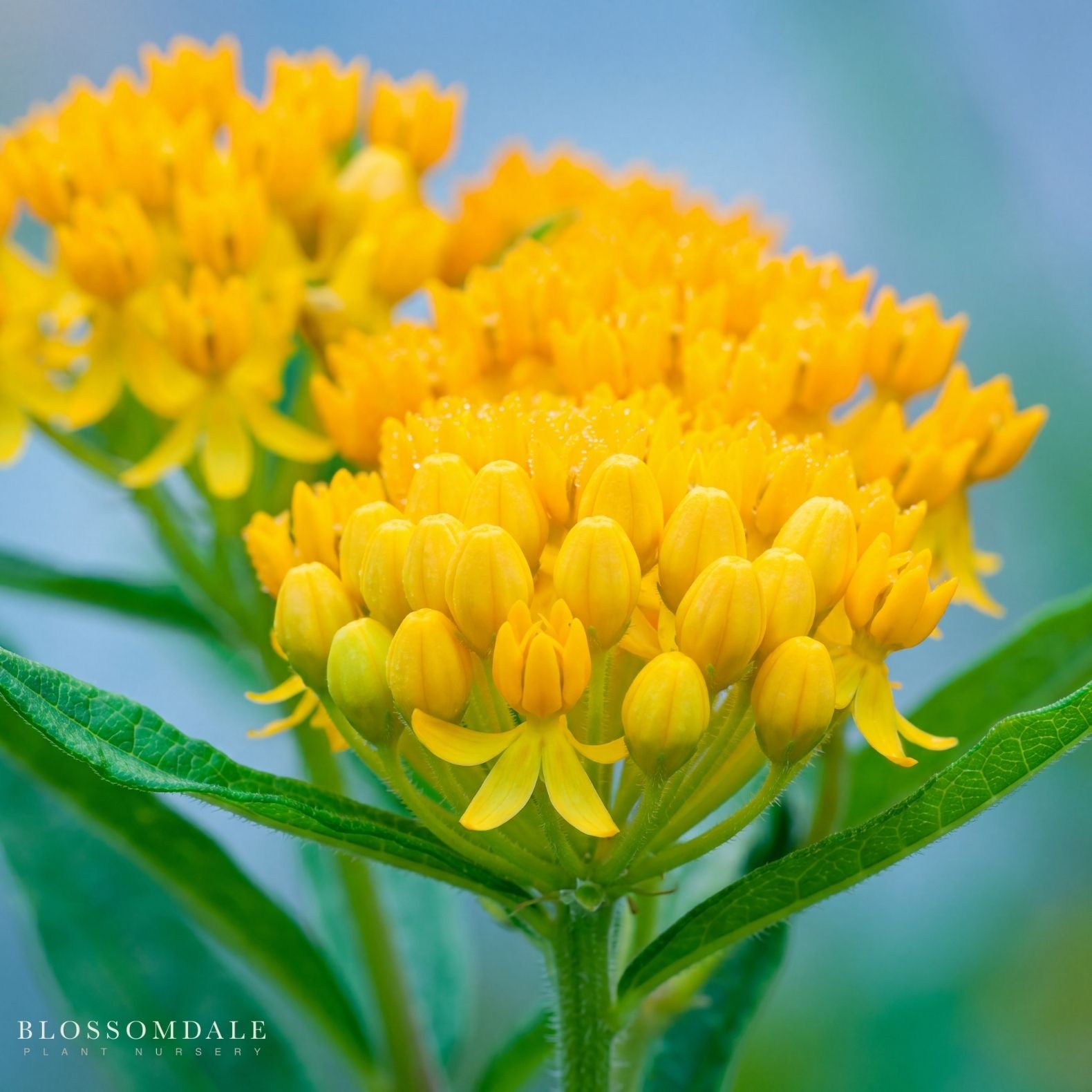 Silky Gold Milkweed