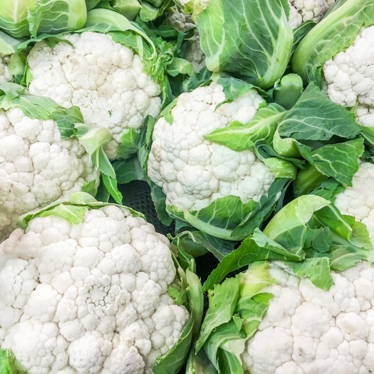 Snow Crown Cauliflower Seeds