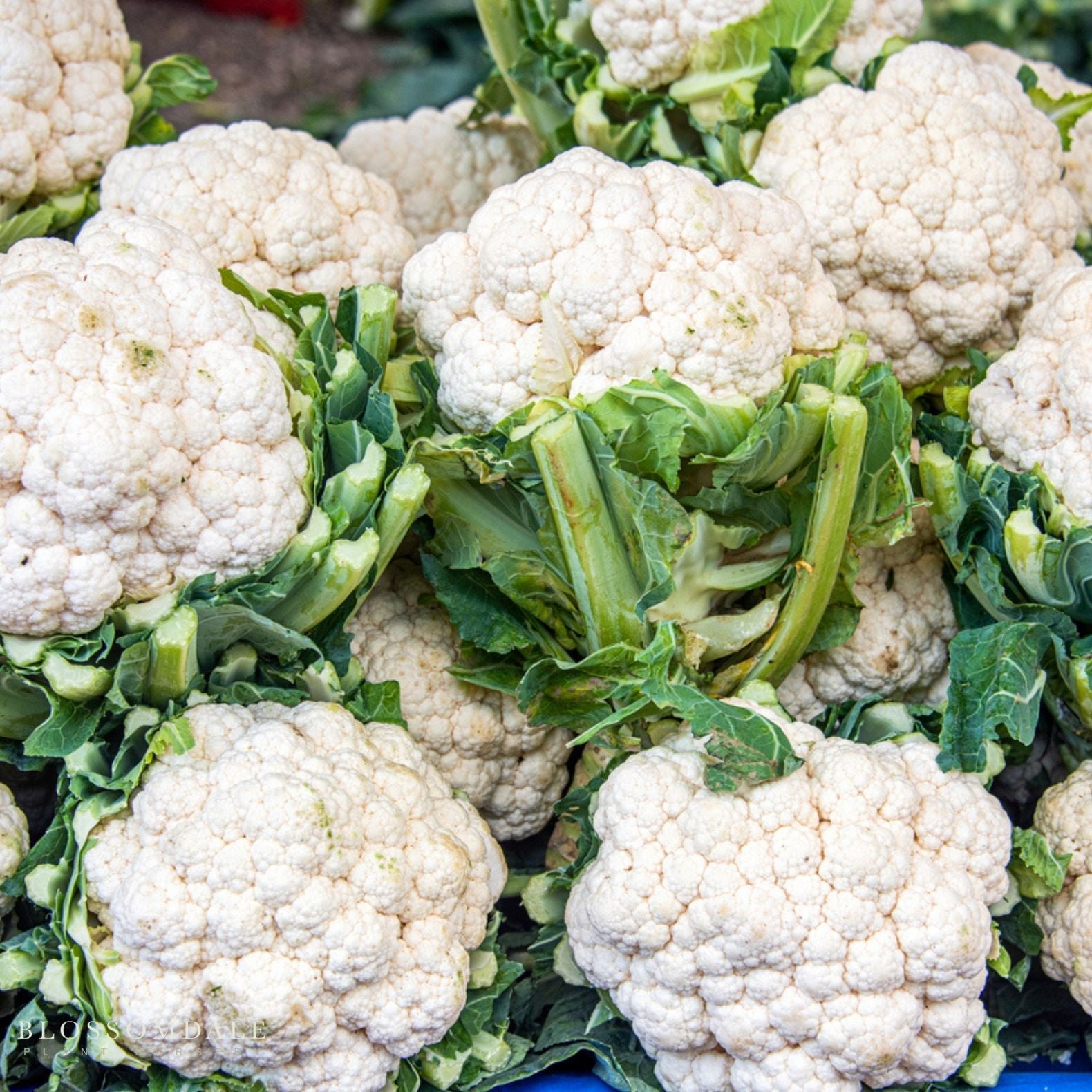 Snow Crown Cauliflower Seeds