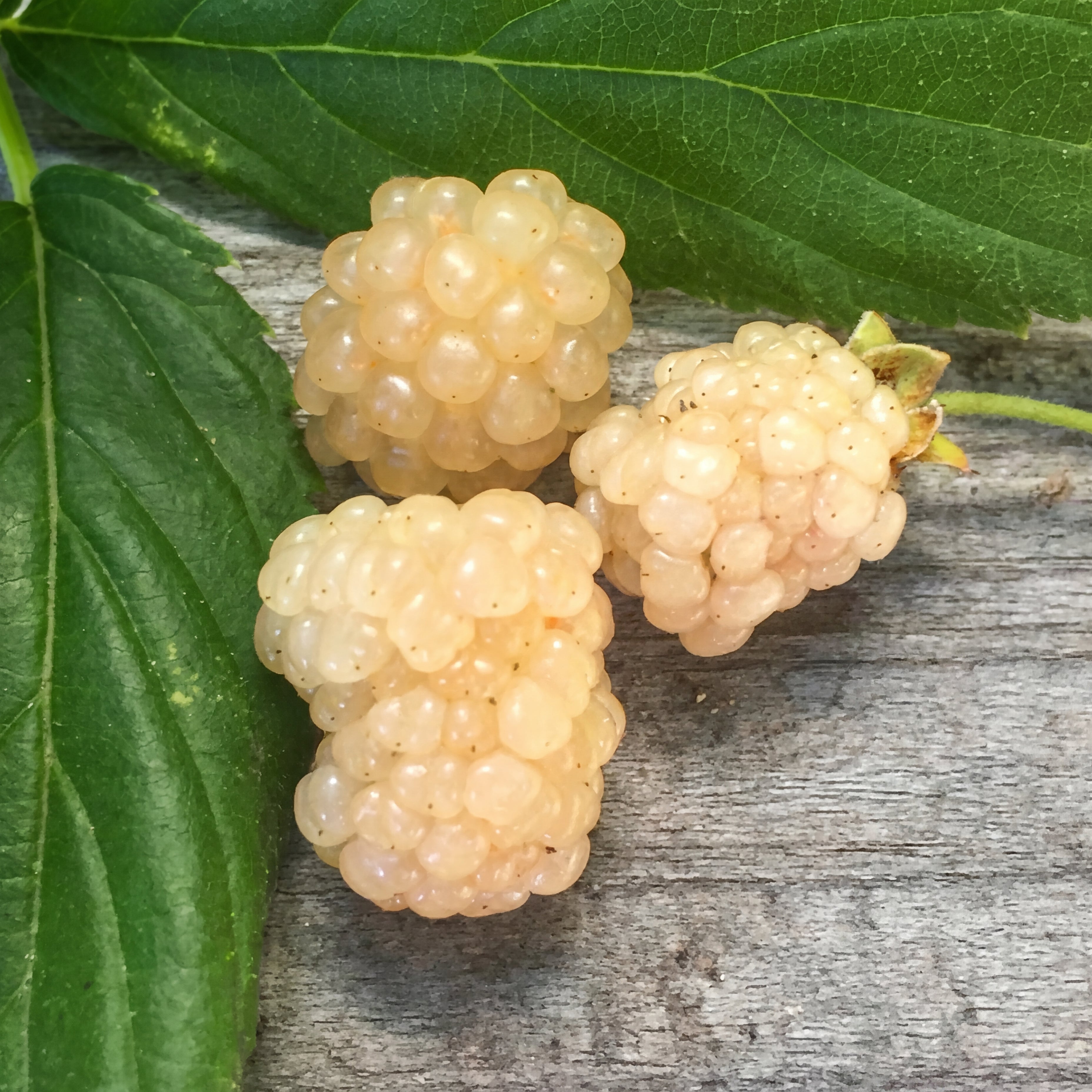 White Blackberry