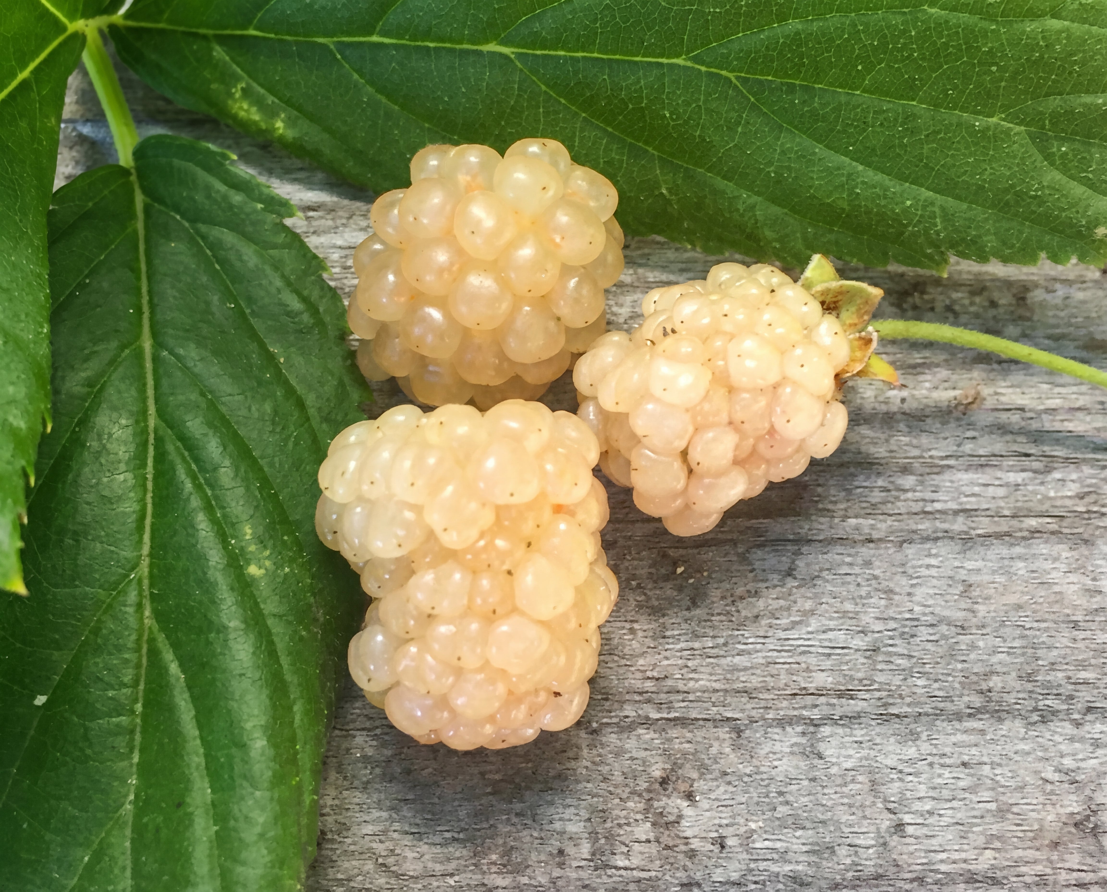 White Blackberry