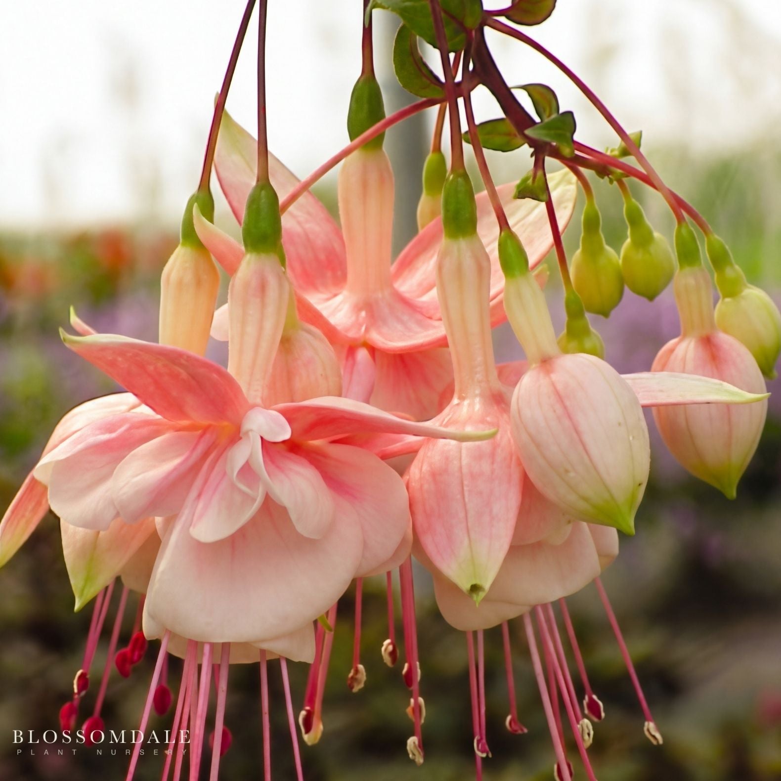 Southgate Trailing Fuchsia