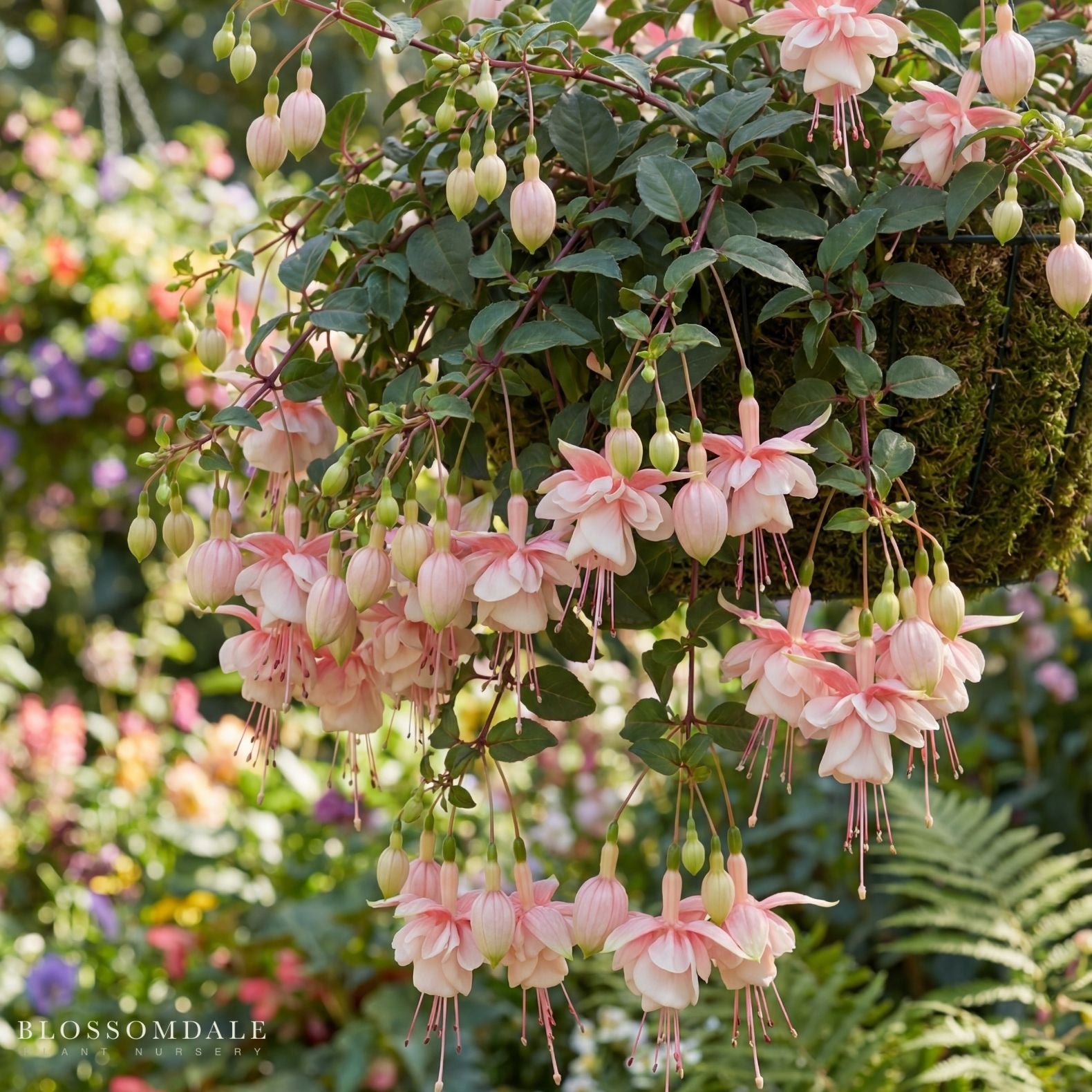 Southgate Trailing Fuchsia