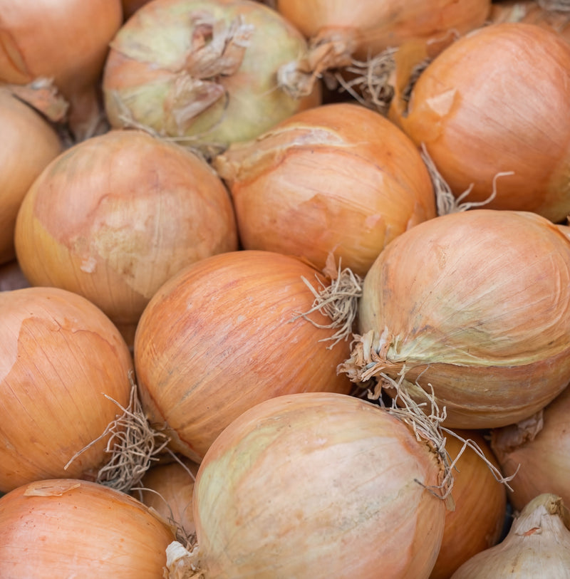 Yellow Sweet Spanish Onion Seeds