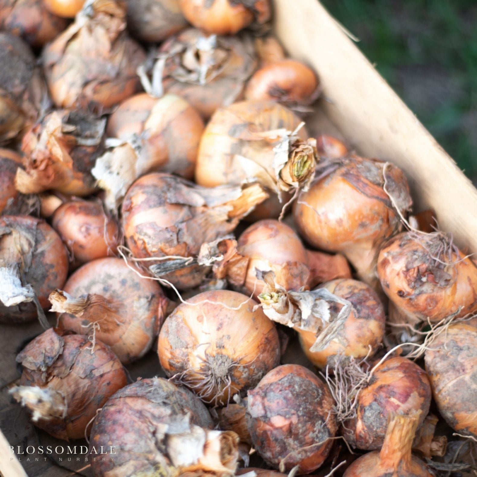 Yellow Sweet Spanish Onion Seeds