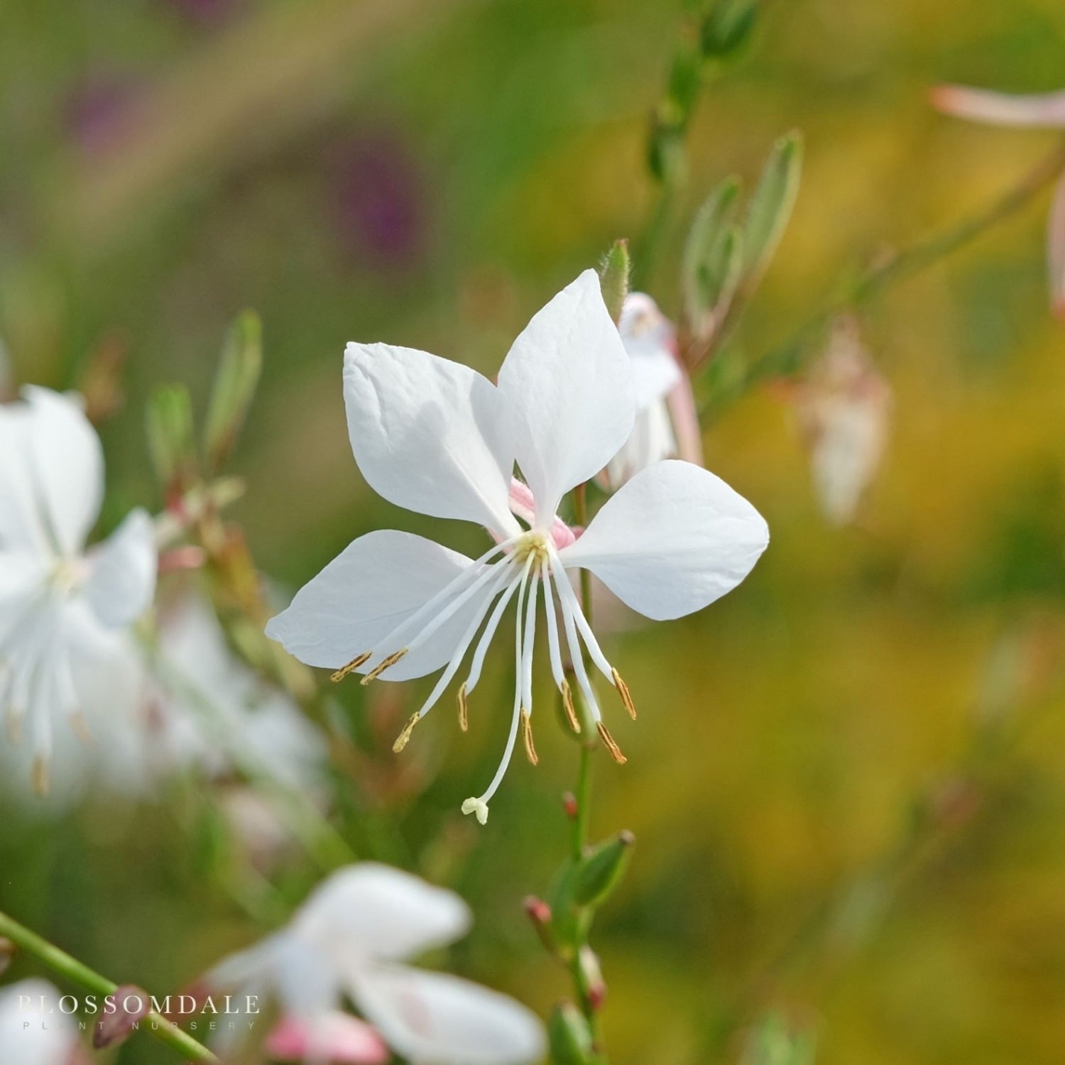 Compact White Wand flower ‘Steffi White’ Gaura showing delicate floating blooms, heat-tolerant pollinator plant ideal for borders and modern garden designs.