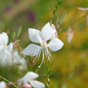Compact White Wand flower ‘Steffi White’ Gaura showing delicate floating blooms, heat-tolerant pollinator plant ideal for borders and modern garden designs.