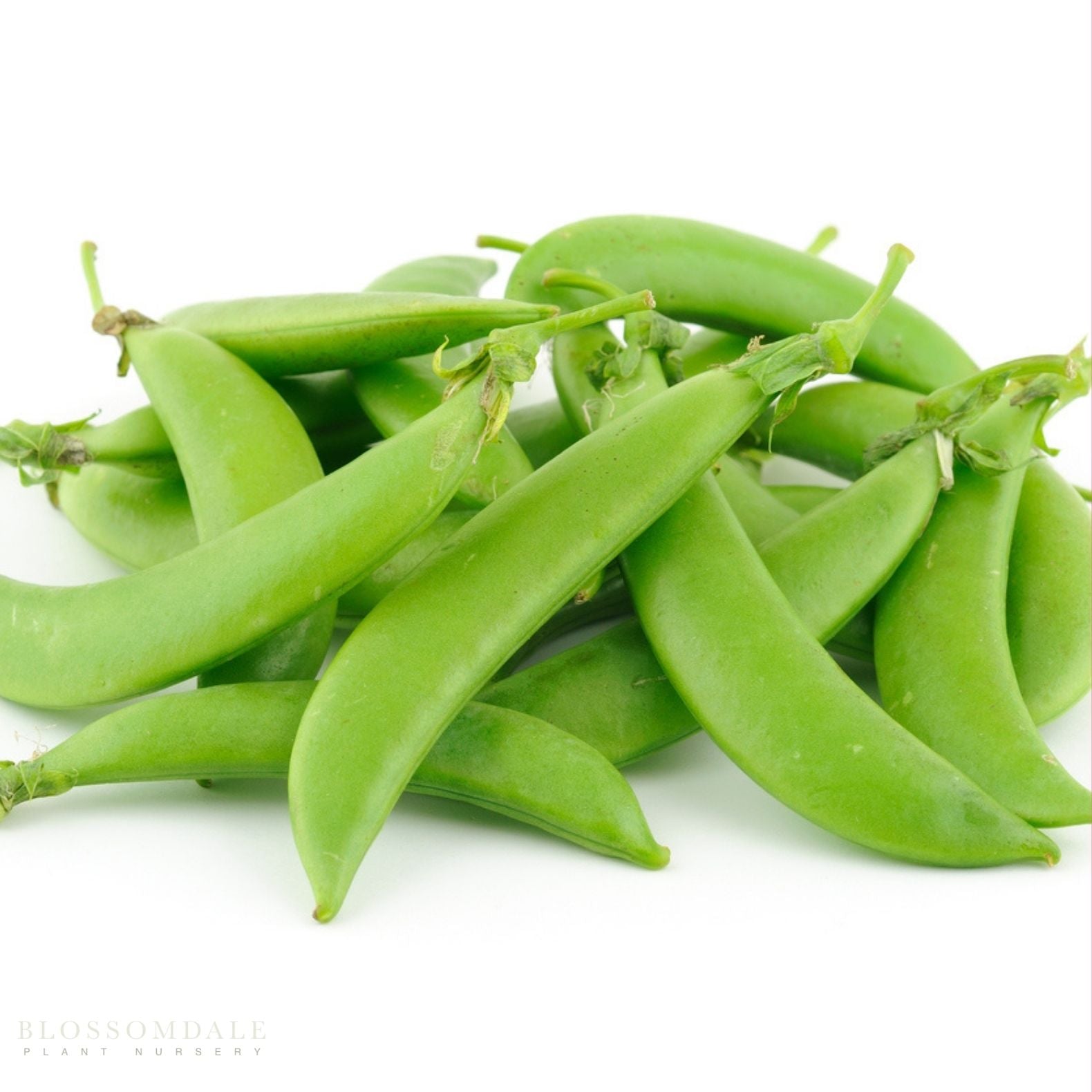 Sugar Sprint Snap Pea Seeds