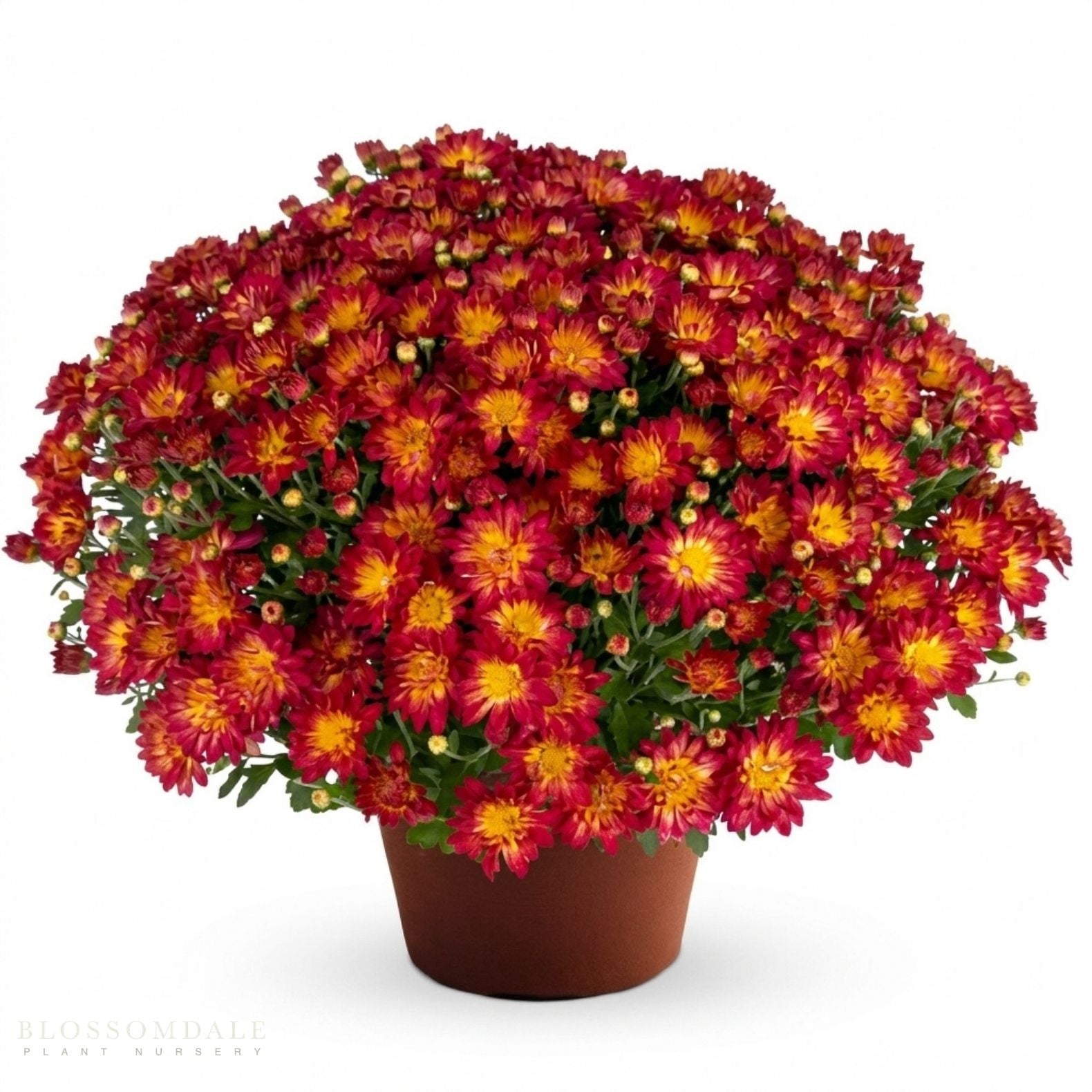 Yoder Mum