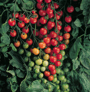 Super Sweet Tomato Seeds