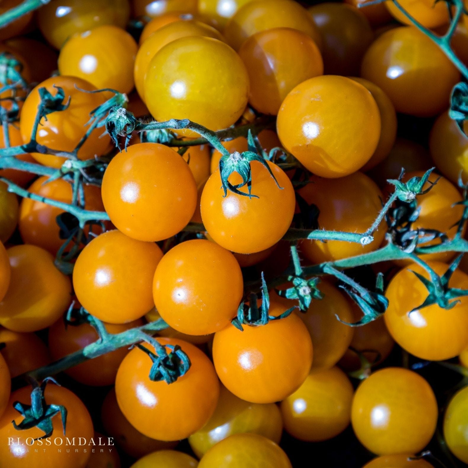 Sweet Gold Tomato Seeds