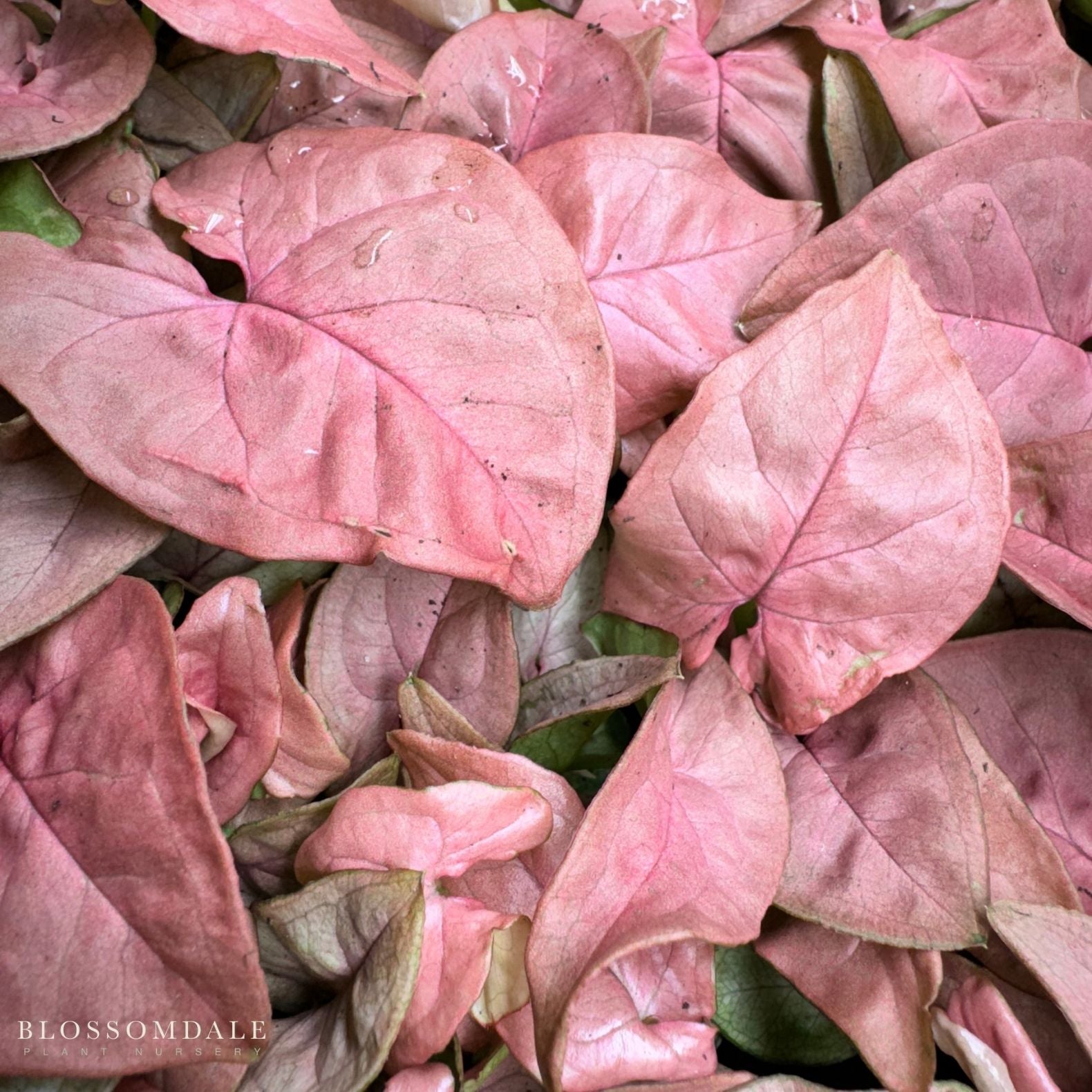 Syngonium 'Coral' Allusion